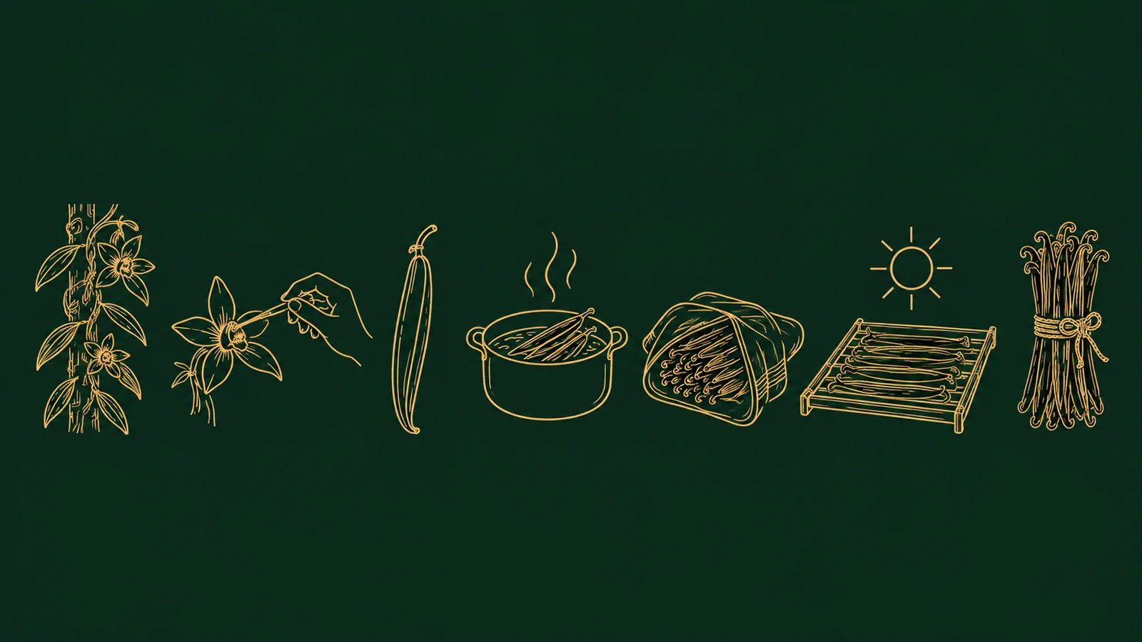 Indonesian Vanilla Explained: Origin, Growing Regions, Curing and Flavour 3 Seven line illustrations of vanilla production: vine on a support tree, hand pollination, green pod, blanching in hot water, sweating wrapped in cloth, sun drying on a rack, and bundles of cured beans